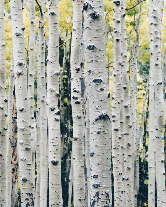 Finnish Birch